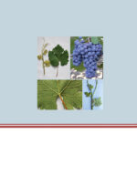 Aμπελογραφία - Image 2