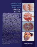 ΔΙΑΓΝΩΣΤΙΚΗ ΠΑΘΟΛΟΓΙΚΗ ΑΝΑΤΟΜΙΚΗ ΣΚΥΛΟΥ - ΓΑΤΑΣ - Image 2